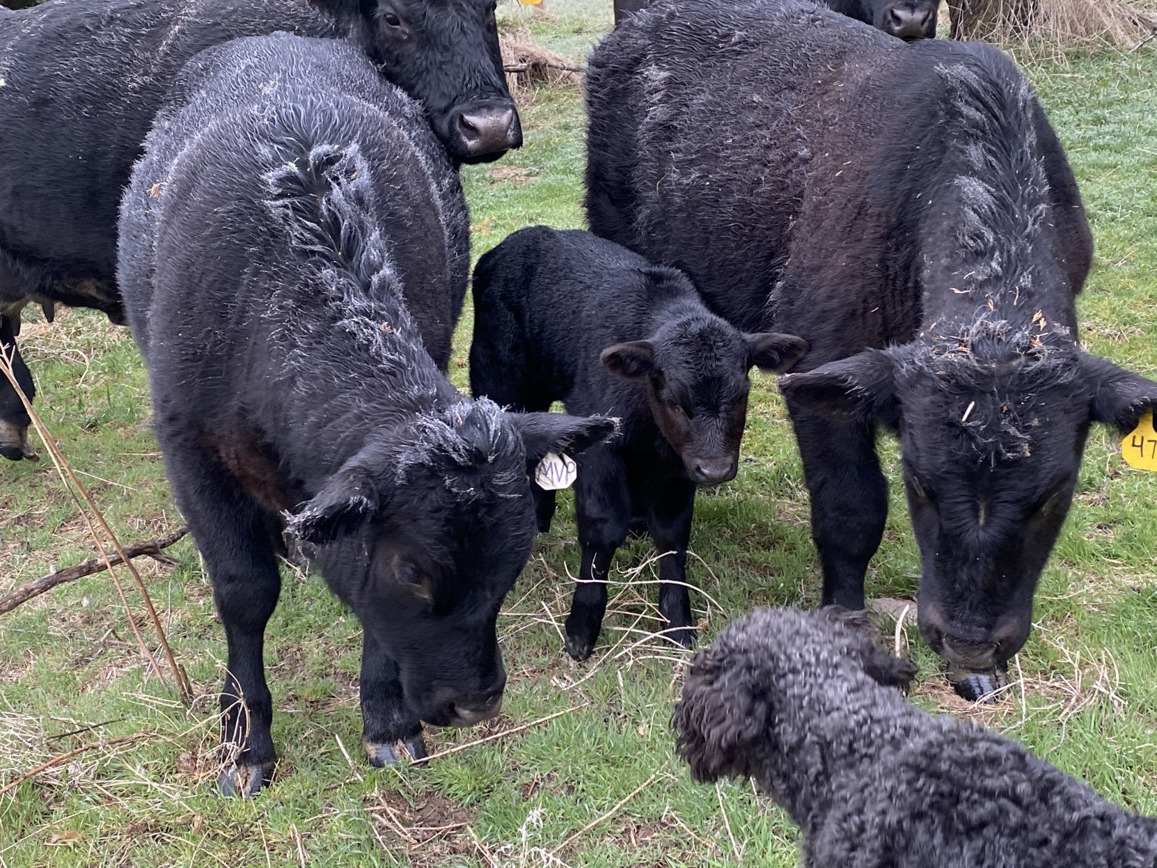 New calf